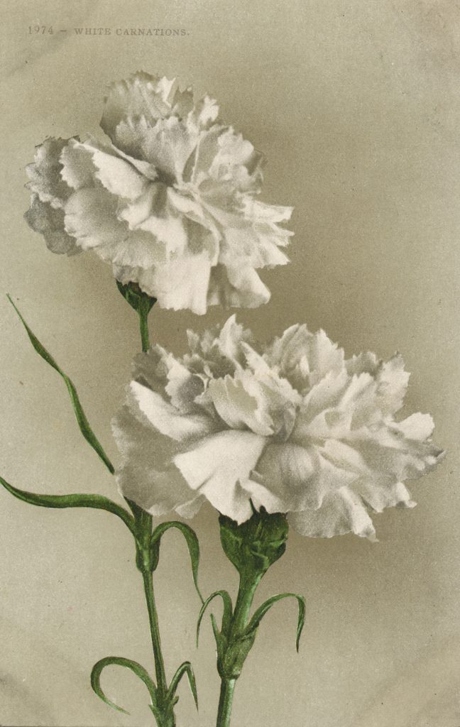 白いカーネーション(White carnation)