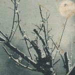 Plum in year of the monkey(申年の梅) – Free image Vintage postcard
