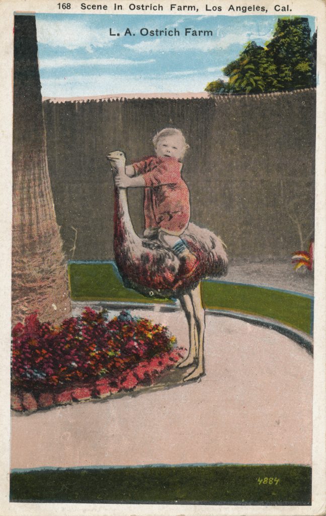 ダチョウと子ども(Ostrich and child)