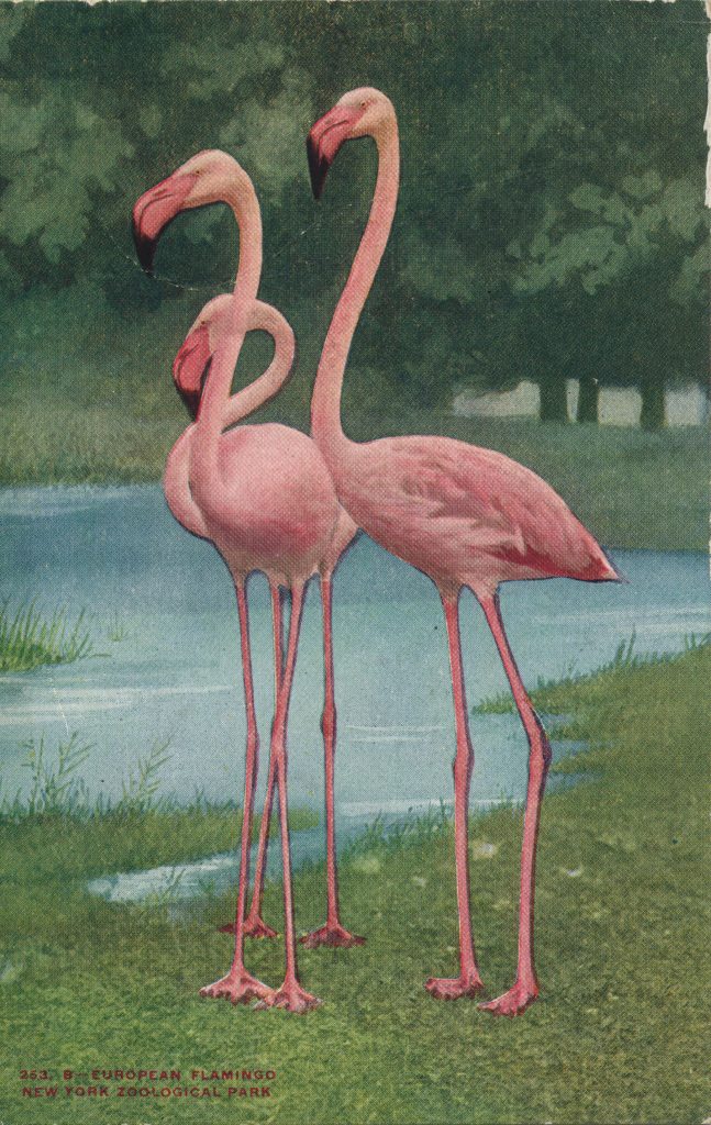 フラミンゴ(flamingos)
