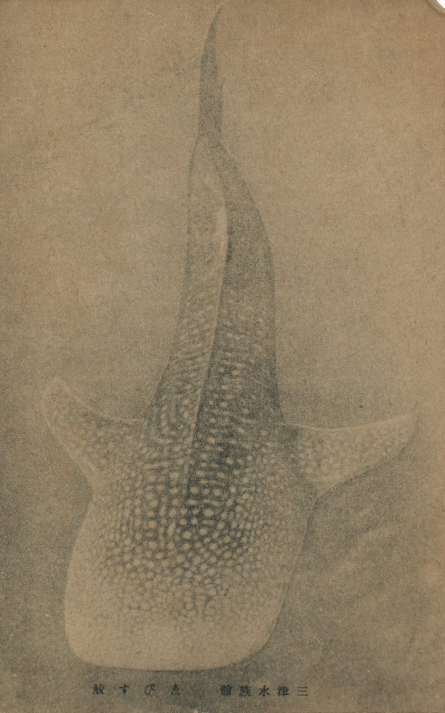 エビスザメ(Notorynchus cepedianus)