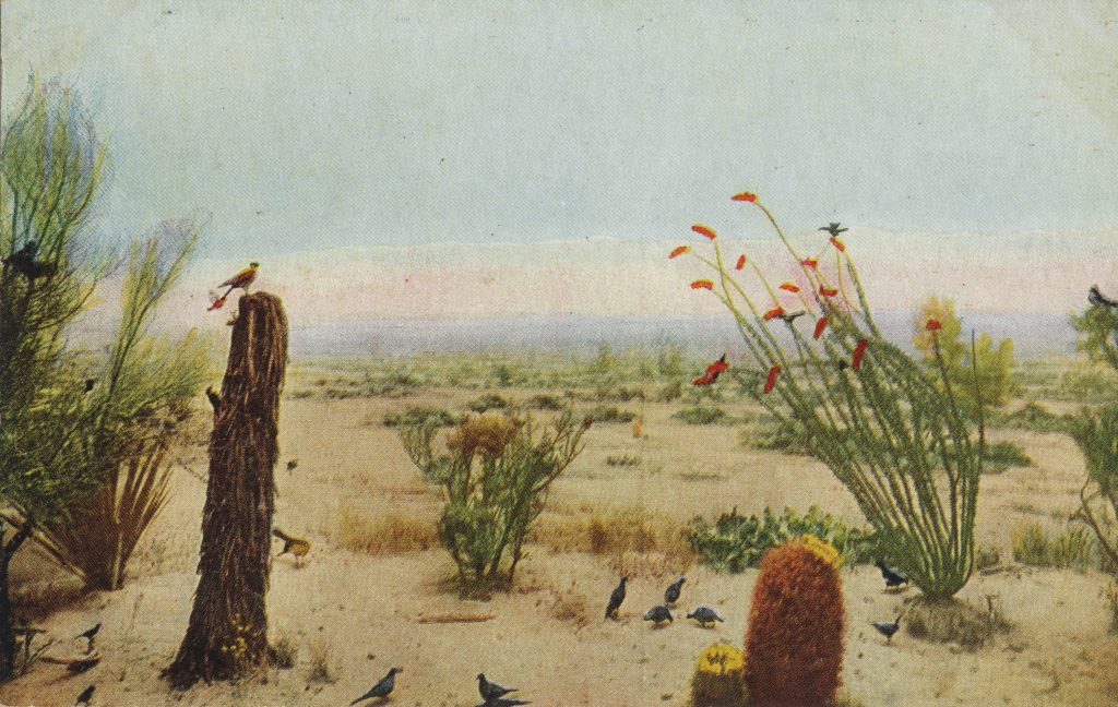 砂漠の鳥たち(Birds in a desert)