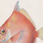 Caproidae(ヒシダイ) – Free image Vintage postcard