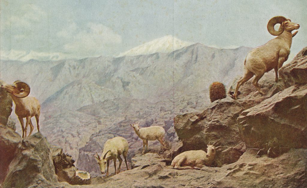 野生の山羊(Mountain sheep) 