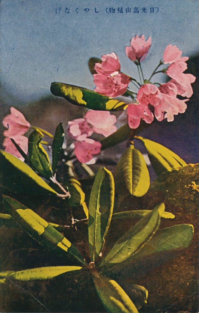 シャクナゲ(Rhododendron)