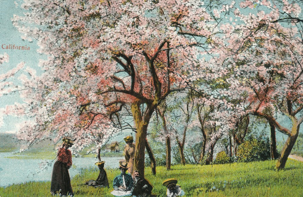 お花見(Cherry blossom viewing)